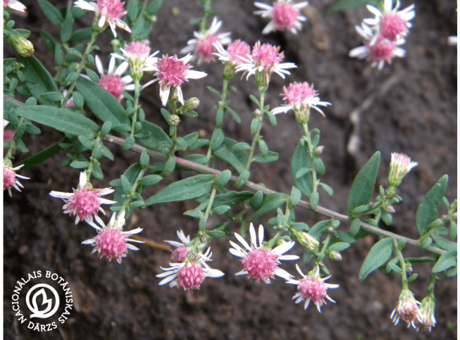 Aster lateriflorus   'Horizontalis'